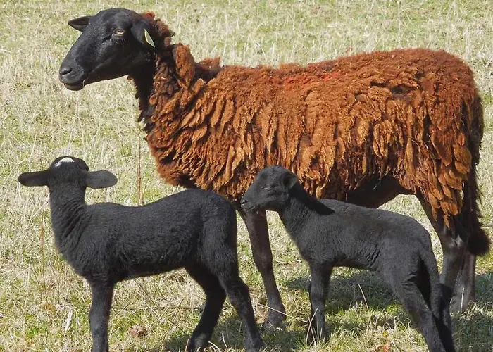 Tiny House La Tititiny Campismo de Luxo Moliens